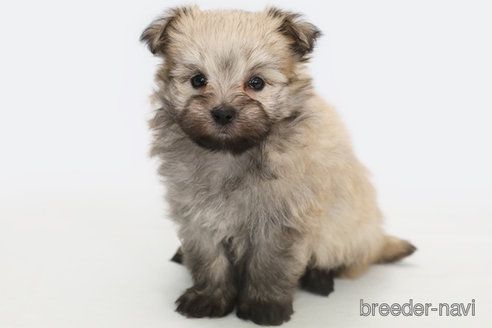 成約済の神奈川県のポメマル:ポメラニアン×マルチーズ-326267の2枚目